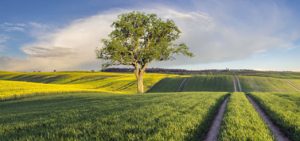 Silniki spalinowe, ciągniki jednoosiowe, agregaty prądotwórcze, pompy wodne, specjalistyczny osprzęt Weima Power Machine Co..