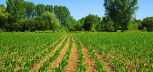 weima, katalog produktów, silniki, diesel, benzynowe, ciągniki, agregaty, pompy