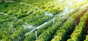 weima, katalog produktów, silniki, diesel, benzynowe, ciągniki, agregaty, pompy